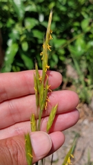 Bromus