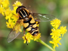 Helophilus fasciatus