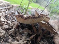 Leucoagaricus americanus