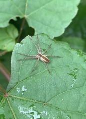Pisaurina mira