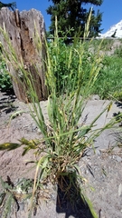 Bromus