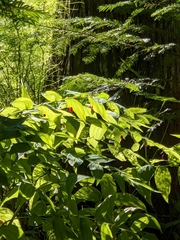 Streptopus amplexifolius