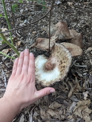 Leucoagaricus americanus