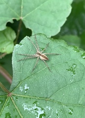 Pisaurina mira