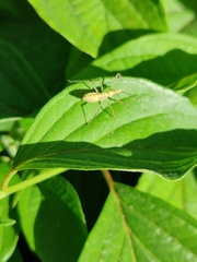 Zelus renardii