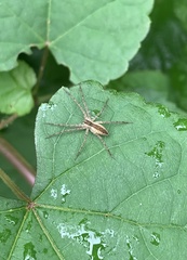 Pisaurina mira