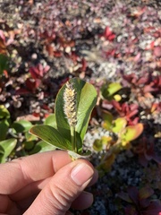 Salix arctica