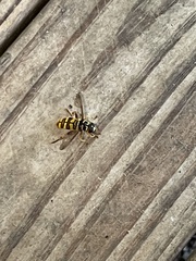 Milesia virginiensis