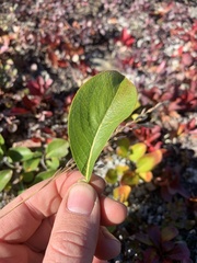 Salix arctica