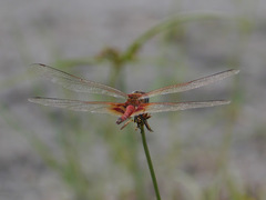 Tramea basilaris