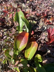 Salix arctica