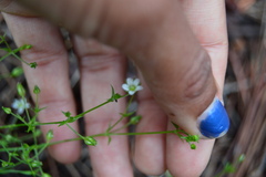 Caryophyllaceae