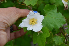 Rubus parviflorus