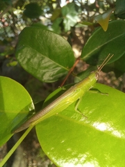 Stenacris xanthochlora