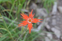 Silene laciniata