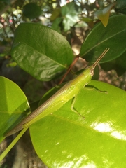 Stenacris xanthochlora