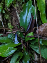 Didymocarpoideae