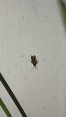 Oegoconia novimundi