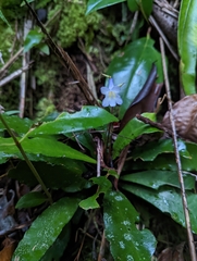Didymocarpoideae