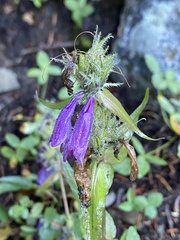 Penstemon