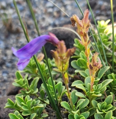 Penstemon davidsonii davidsonii