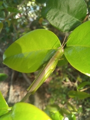 Stenacris xanthochlora