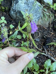 Penstemon