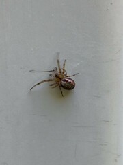 Larinioides cornutus