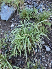 Bromus
