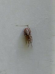 Larinioides cornutus