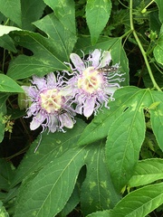 Passiflora incarnata