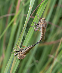 Promachus vertebratus