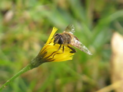 Eristalis tenax