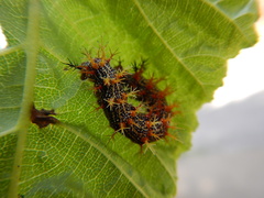 Polygonia