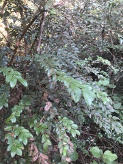 Vaccinium ovatum