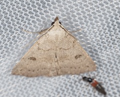 Chytolita morbidalis