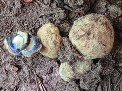 Gyroporus cyanescens