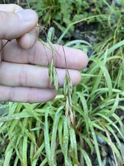 Bromus