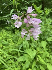 Penstemon calycosus