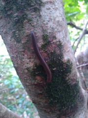 Narceus americanus