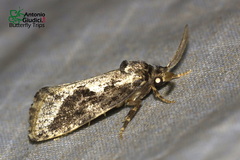 Odontodes