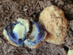 Gyroporus cyanescens