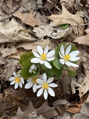 Sanguinaria canadensis