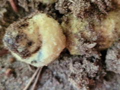 Gyroporus cyanescens