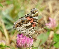 Vanessa virginiensis