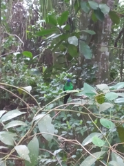 Thalurania glaucopis
