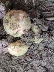 Gyroporus cyanescens