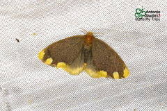 Orvasca subnotata