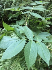 Sambucus racemosa
