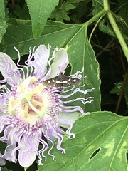 Desmia